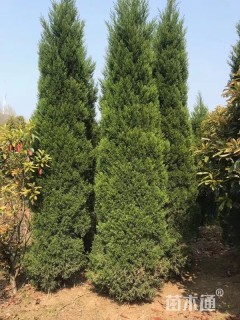 高度200厘米蜀桧柏