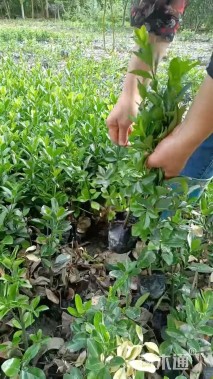 高度25厘米万年青