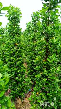 高度170厘米火山榕