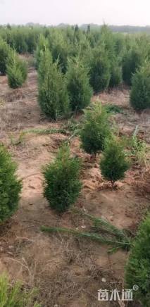 高度18厘米蜀桧
