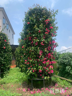 20公分造型三角梅