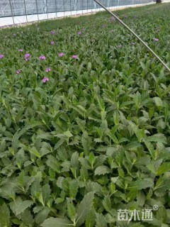 高度20厘米柳叶马鞭草