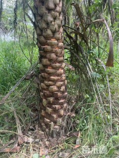 裸干高250厘米中东海枣