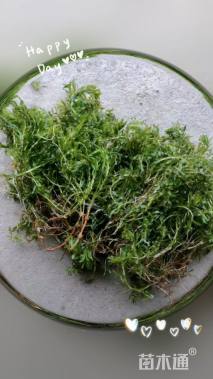 高度20厘米黑藻