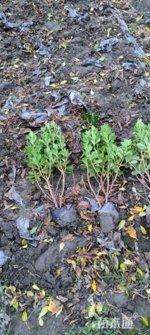 高度50厘米海桐