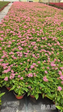 高度20厘米五星花