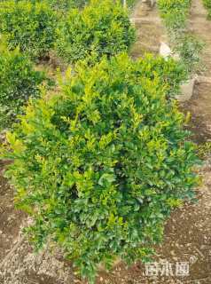 高度80厘米九里香球