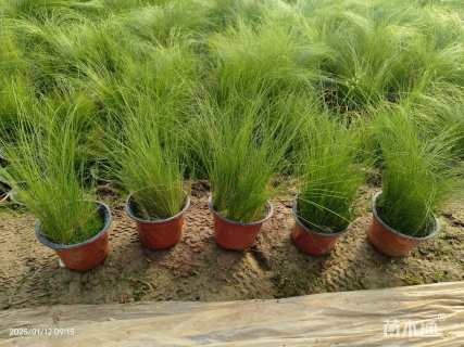 高度20厘米墨西哥羽毛草