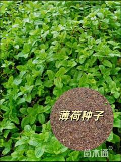 薄荷种子