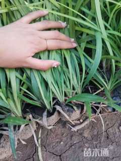 高度20厘米兰花三七草