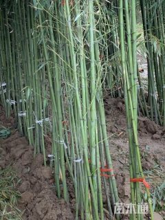 雷竹