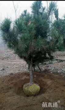 高度400厘米黑松