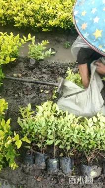 高度35厘米金森女贞