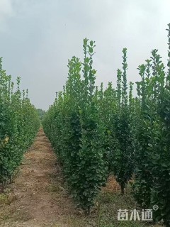 高度220厘米北海道黄杨