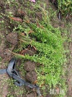 高度60厘米迎春花