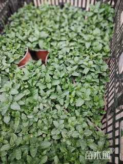 高度15厘米薄荷