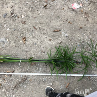 高度120厘米旱伞草