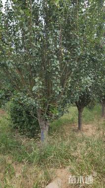 15公分西府海棠