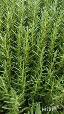 高度30厘米迷迭香