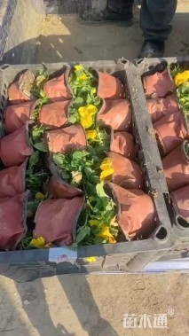 高度10厘米三色堇