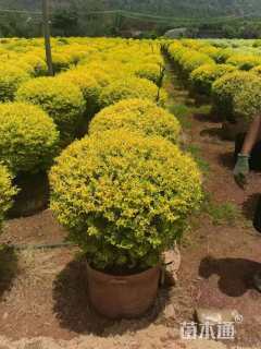 冠幅80厘米金冠女贞球