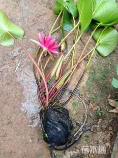 高度10厘米睡莲