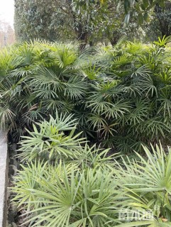 裸干高100厘米矮棕竹