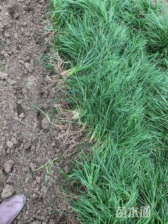 高度11厘米麦冬