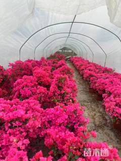 高度40厘米同安红三角梅