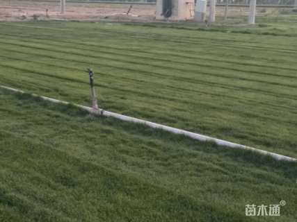 草卷状草皮