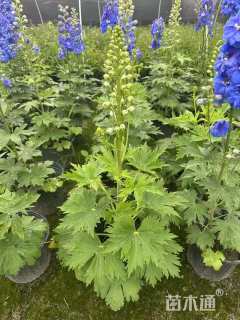 高度50厘米飞燕草