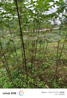 高度40厘米黄柏小苗