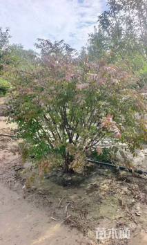 原生苗火焰卫矛球