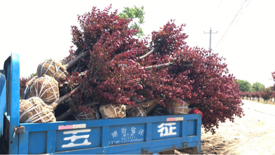 美植袋太阳李