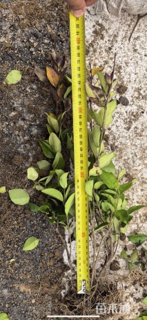 高度30厘米金森女贞