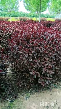 高度100厘米紫叶矮樱球