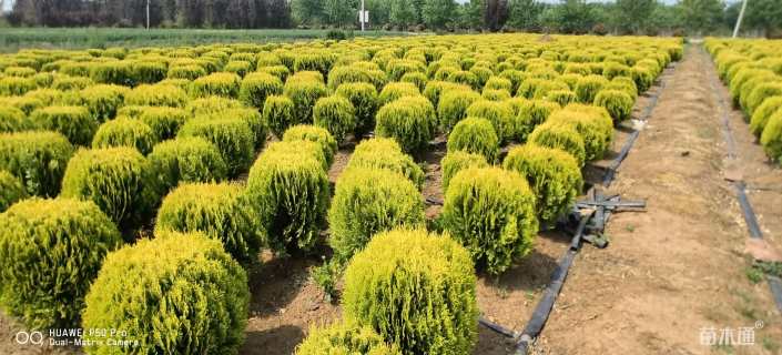 冠幅120厘米洒金柏球