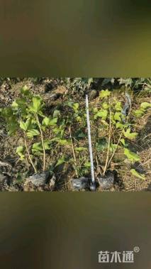 50厘米熊掌木