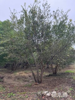 15公分(5杆)丛生朴树