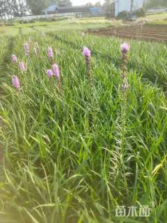 高度15厘米蛇鞭菊