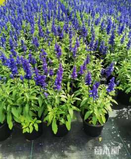 高度30厘米鼠尾草