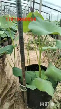 高度80厘米荷花