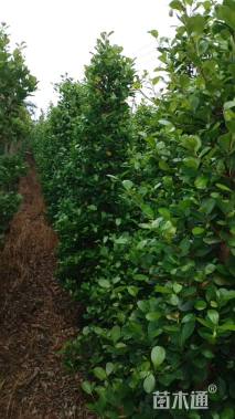 高度180厘米火山榕