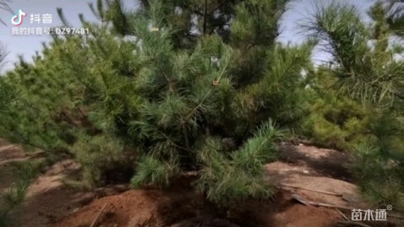 高度450厘米油松