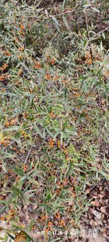 高度60厘米深秋红沙棘