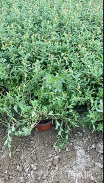 高度15厘米太阳花