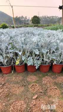 高度25厘米银叶菊