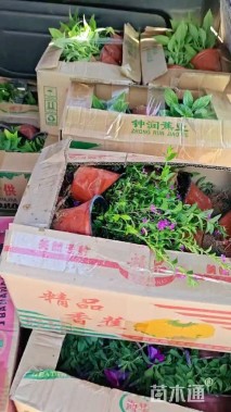 高度15厘米满天星