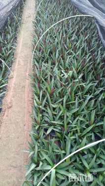 高度20厘米小蚌兰