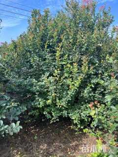 高度300厘米丛生紫薇